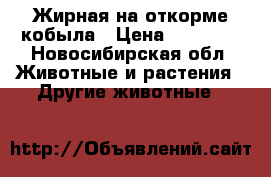Жирная на откорме кобыла › Цена ­ 70 000 - Новосибирская обл. Животные и растения » Другие животные   